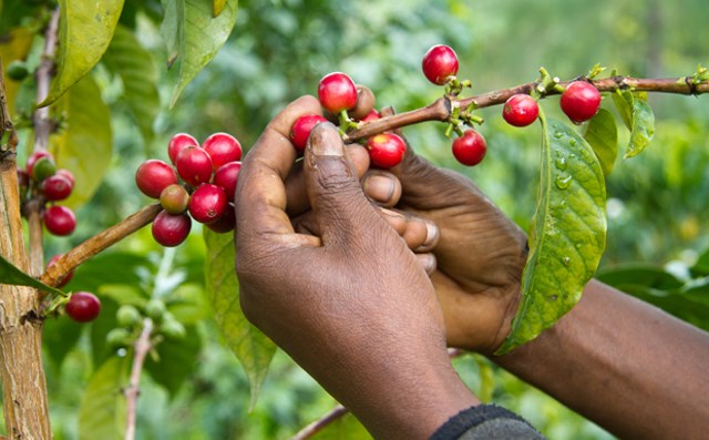South Sudan Arabica Coffee Land Race Survey in Boma