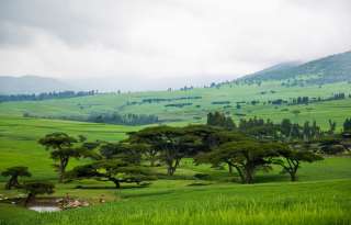 ethiopia landscape 320x205