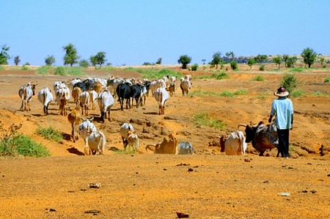 igad pastoral land governance forum