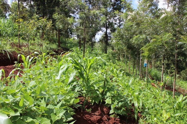 Land ownership and its impact on adoption of agroforestry practices among rural households in Kenya   A case of Busia county