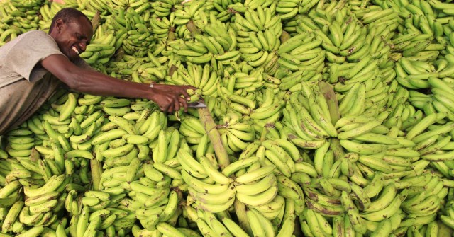 Building the banana chain in Somalia
