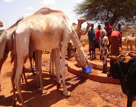 Minimum Guidelines for agriculture and livelihoods interventions in humanitarian settings, Somalia