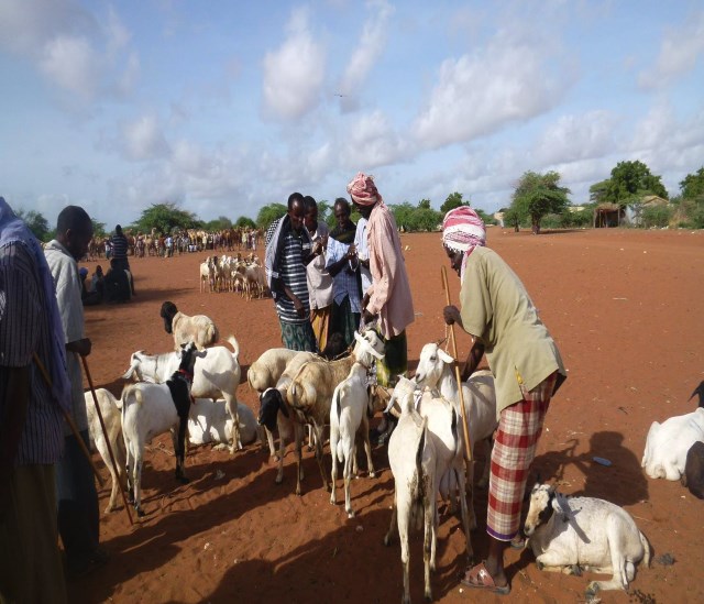 Building resilience through sicial safety nets in South Somalia