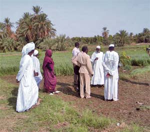 Current status of agriculture and future challenges in Sudan