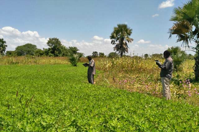 Agriculture, development and poverty reduction in Sudan