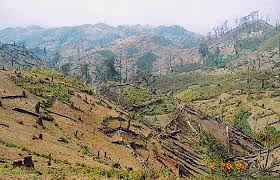 Land Tenure and Deforestation  Interactions and Environmental Implications