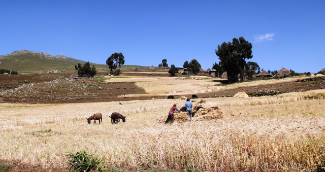 Ethiopia’s Agriculture Sector Policy and Investment Framework (2010–2020)  External Mid term Review
