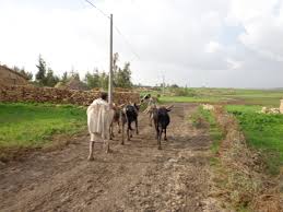 Access to rural land in Eastern ethiopia   mismatch between policy and reality