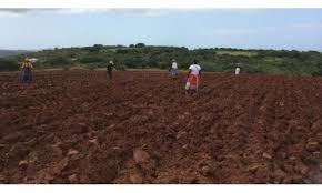Customary land tenure reform in Uganda   Leaasons from South Africa